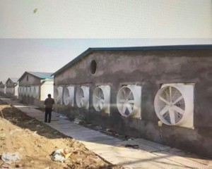91香蕉app官网安装现场